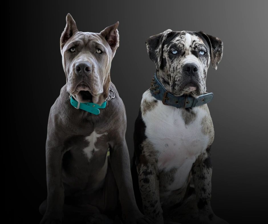 35+ English Mastiff Puppies For Sale Colorado