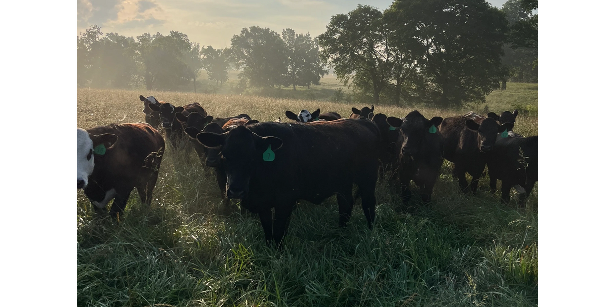 Group of cows standing together in a grassy field