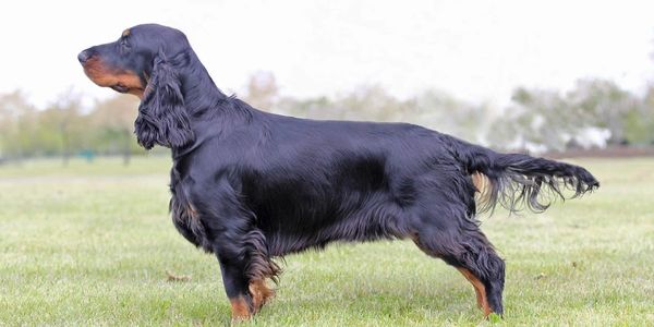 Heartwood Mishule’s All Is Possible With Calico ~ Adira 
Breeders - Dr. Alan Johnson & Myra Johnson
