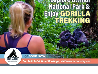 Gorilla trekking in Bwindi Uganda East Africa