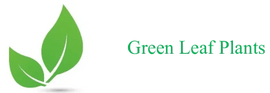 Green Leaf Plants