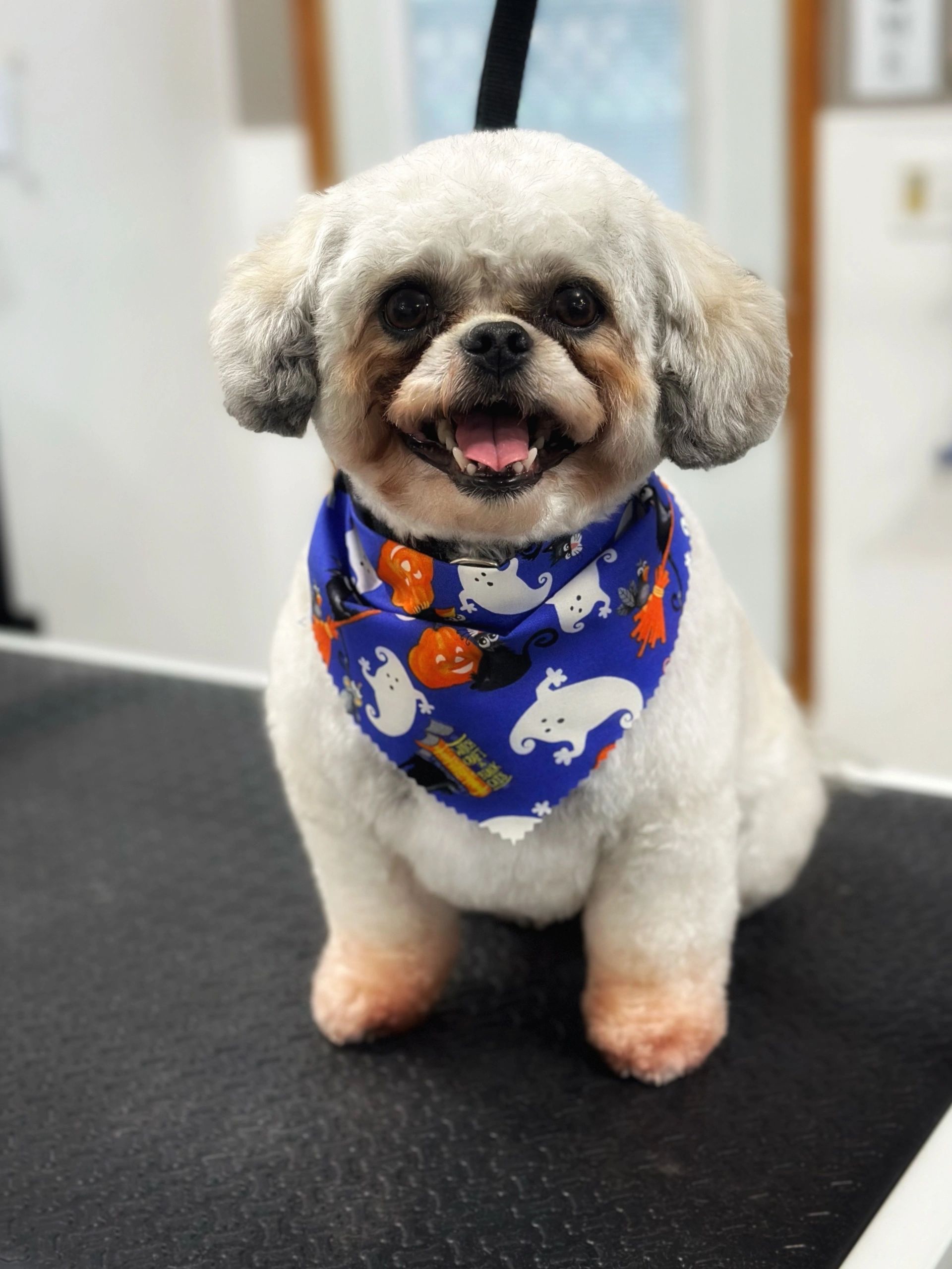 Barx & Bubbles Pet Grooming
