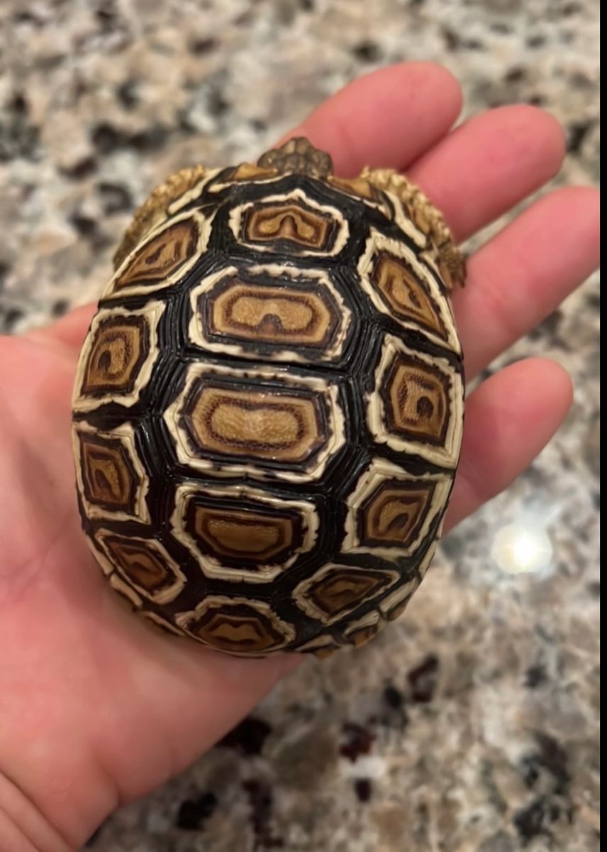 Babcocki Leopard Tortoise