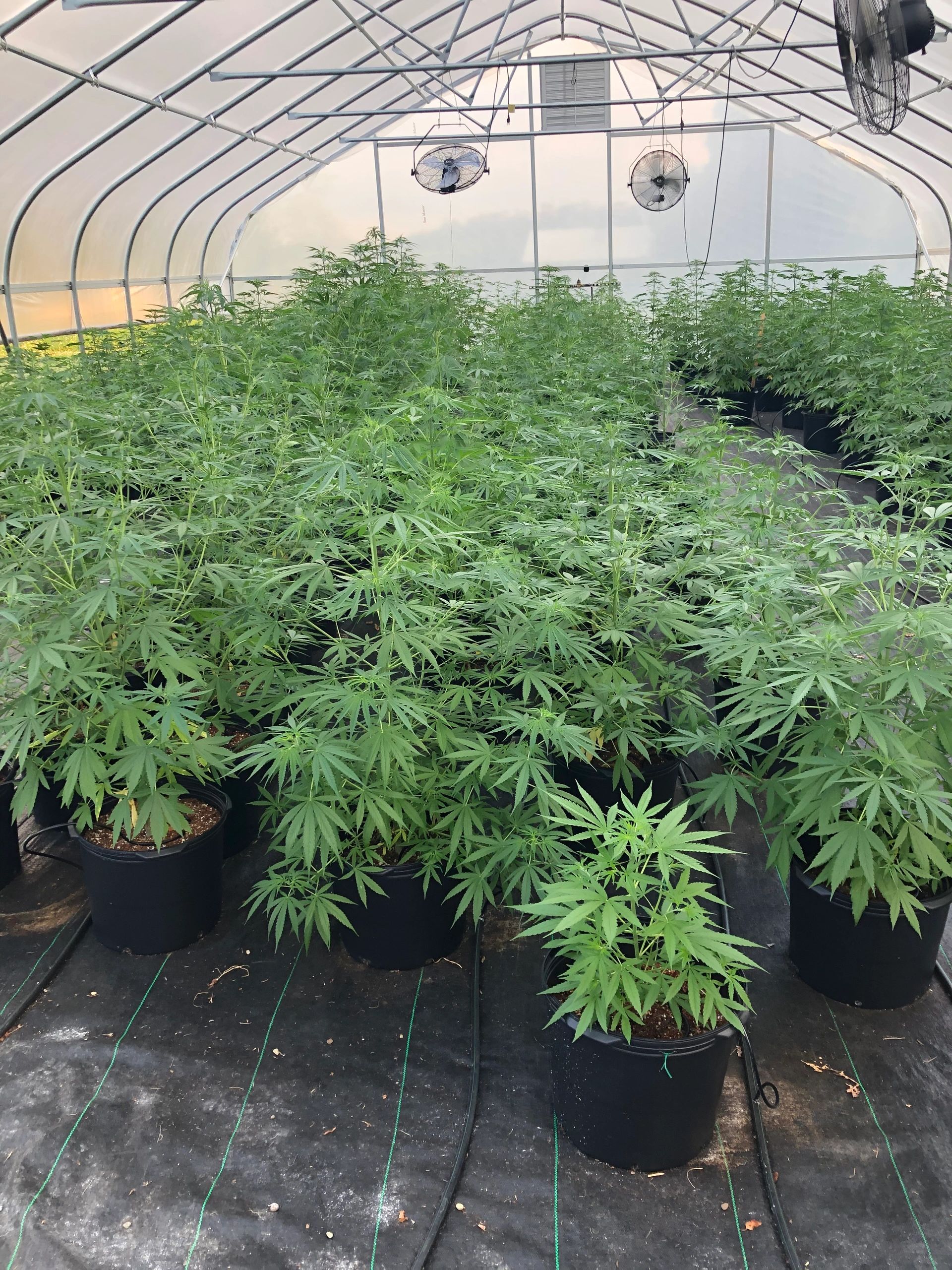 Thca Flower Wholesale MoonLit Farm