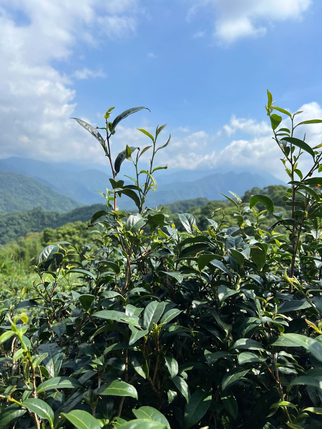 Wild-grown tea plants (with many other wild plants)