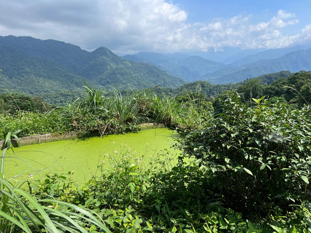 Wild-grown tea plants (with many other wild plants)