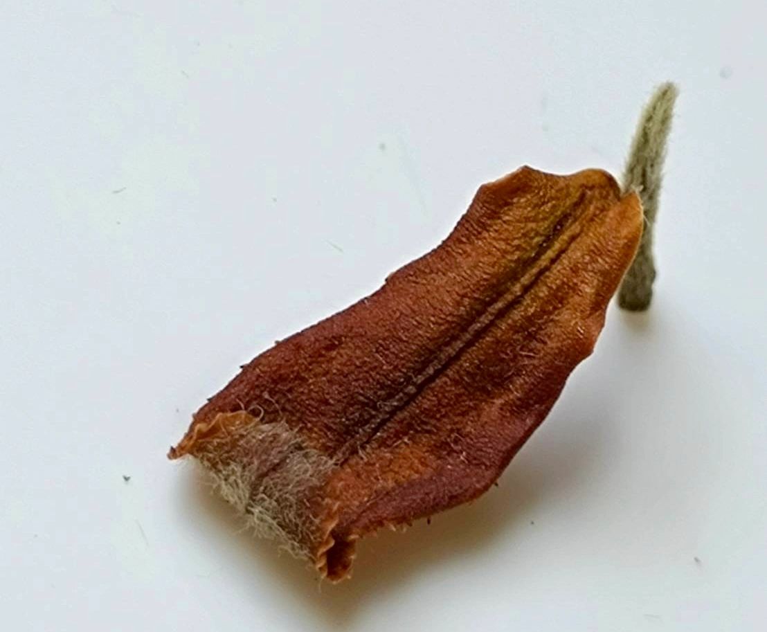 wild tea tree leaf: 3 years for a few kgs a batch wild tea tree leaf: 3 years for a few kgs a batch