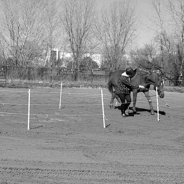 Person (Chloe) lunging chestnut saddlebred cross (Wonder) with a target stick.