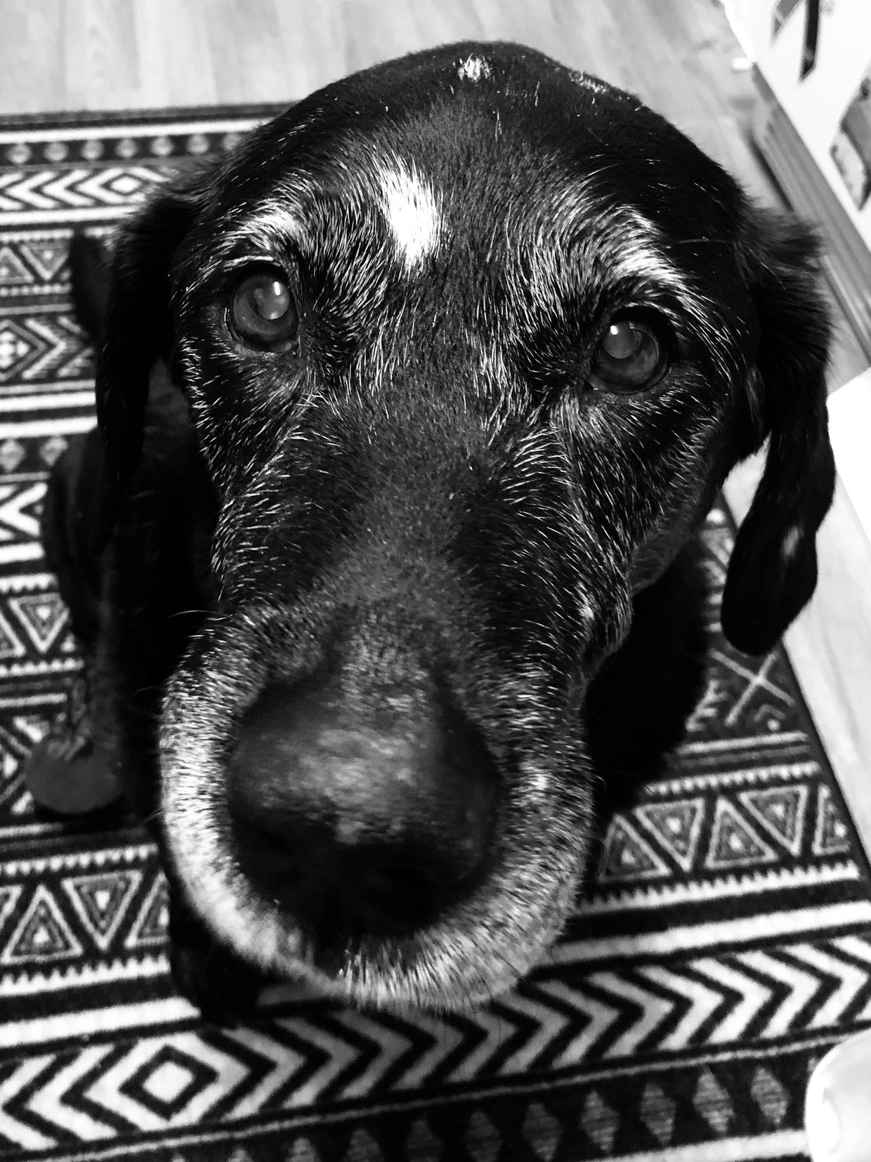 Best Friends Biskies Dog Treats Dog Biscuits best-friends-biskies-dog-treats-dog-biscuits