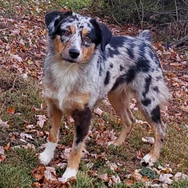 A speckled Australian Shepherd dog stands on grass with fallen leaves.