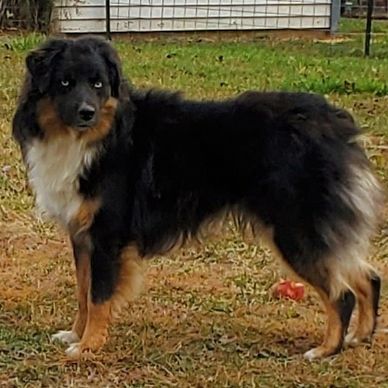 Black and tan Australian Shepherd standing on grass outdoors.