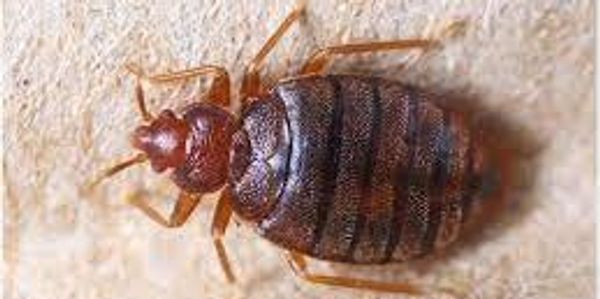 A closeup look a ta bug in brown color.