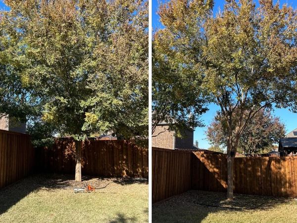 Before and after picture of expertly trimmed elm tree showing taller canopy 
