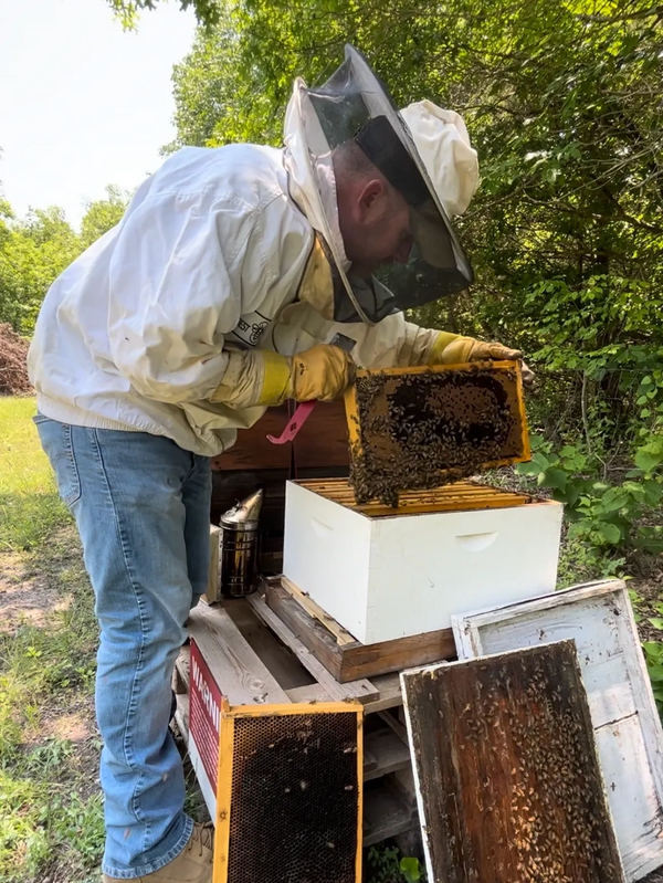 Beekeeper checking honey beehive