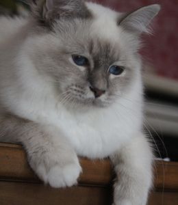 gatto sacro di birmania blu tabby point Chleopatra della Valle Bianca