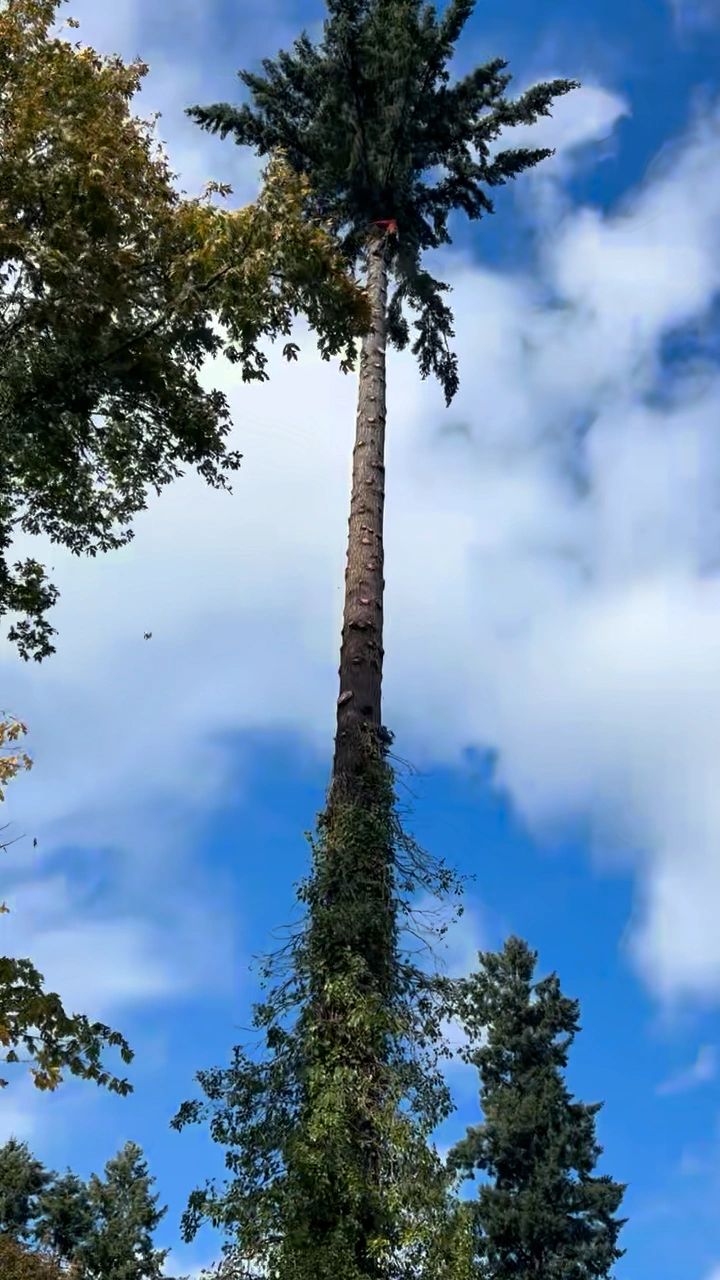 https://img1.wsimg.com/isteam/ip/13e2d69b-953b-4e70-80b0-0938d9de2889/thumbnails/thumbnail-2df158ab-5b92-421a-92ae-1cb5c87b04f9.png