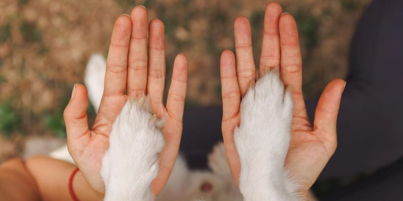 Dog paws resting on human hands, showing a bond of trust.