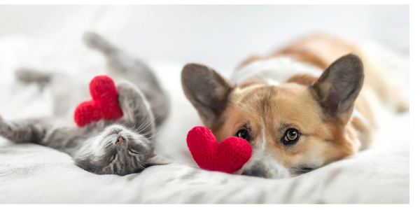 A dog and cat lying with red heart-shaped toys on a white bed.