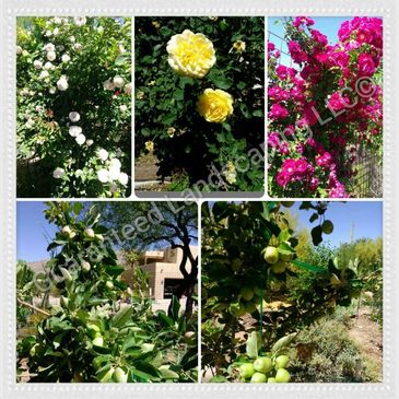 Planting, Tie up, Fertilization