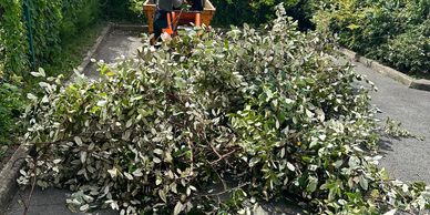 Shredding & pruning