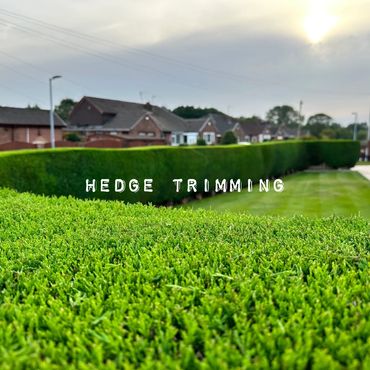 Hedge trimming