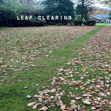 Leaf clearing, leaves, autumn, lawn, 
