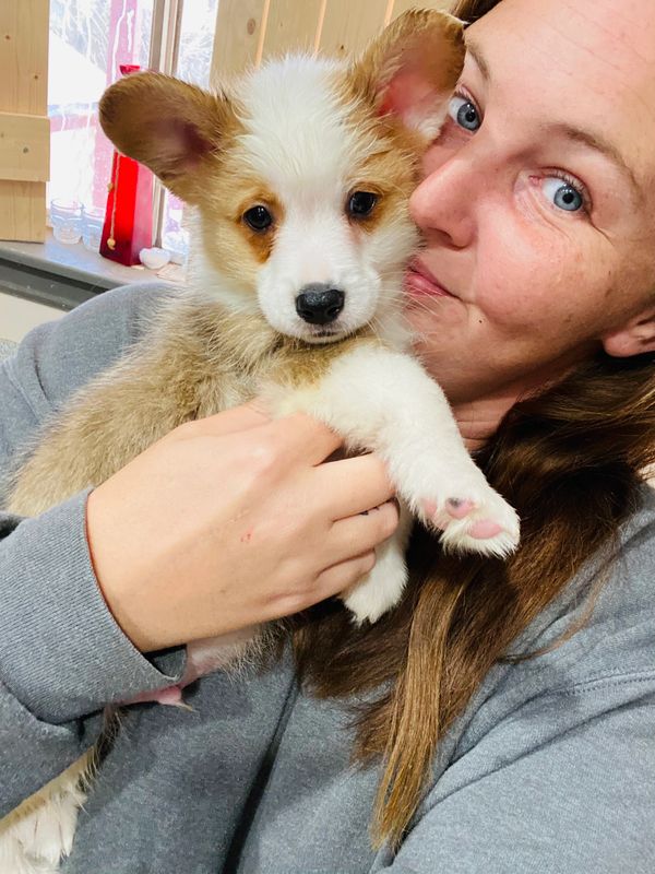 Our past Corgi Puppy! This is Artoo from our very first Winter Crew litter. American Corgi puppy. 
