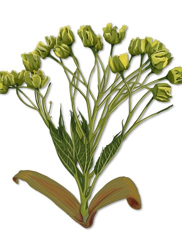 Yellow swollen flower buds on green stems with leaves.