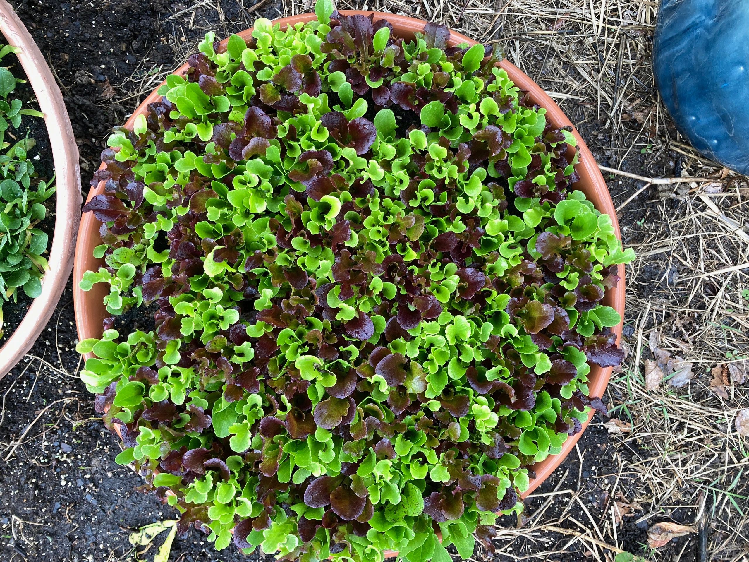 My custom mix lettuce. 