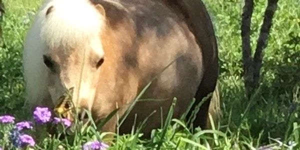 Hi there! I'm a Palomino American Miniature horse and proud queen of our barn. I have a bit of a bos