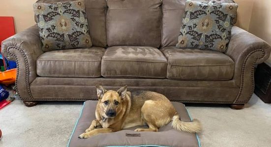 Furniture upholstery pets dog