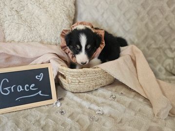 Shetland Sheepdog puppy sheltie