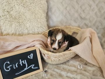 Sable White Shetland sheepdog 