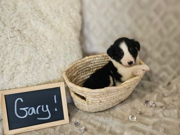 Black Tri Shetland Sheepdog Male Puppy 
