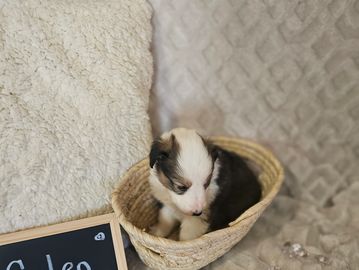 Sable and White Shetland sheepdog puppy 