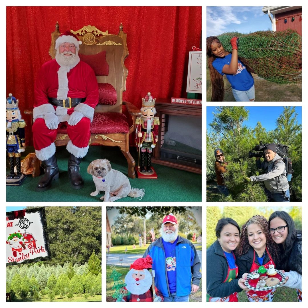 Christmas at Stanley Park Christmas Trees, U Cut Trees