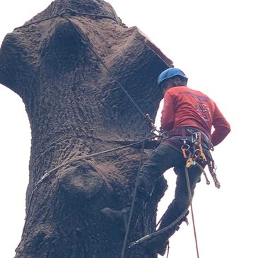 Tree Trimming