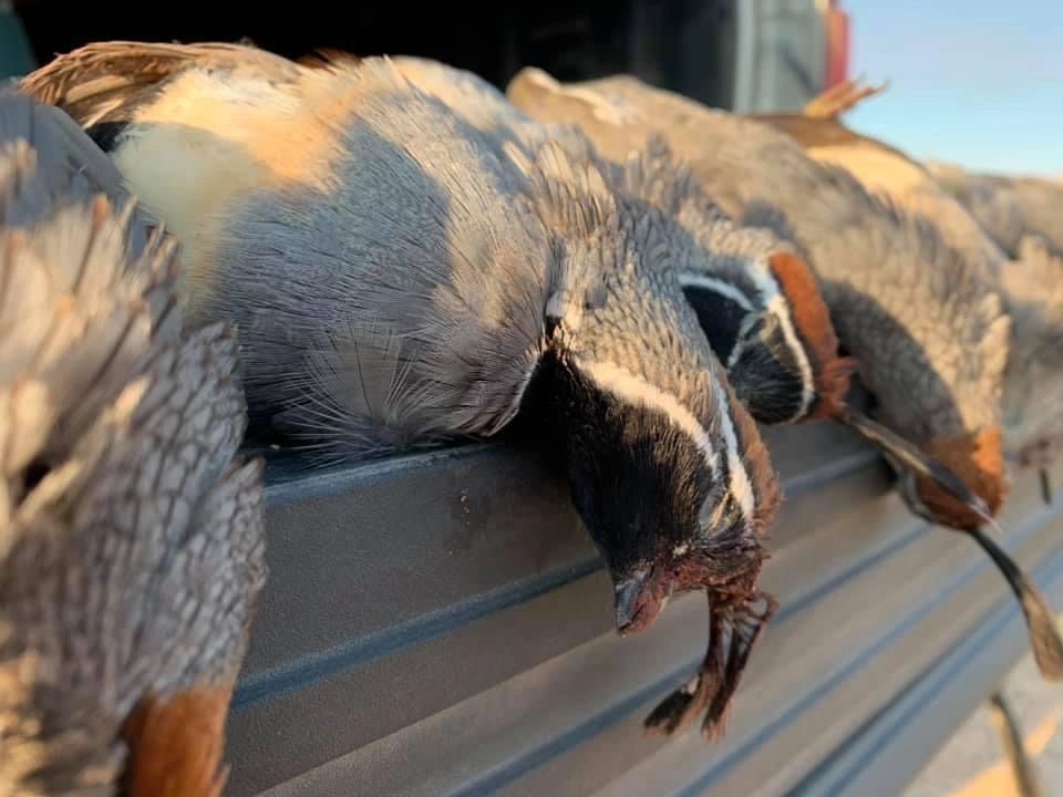 2023 YUMA, AZ QUAIL HUNTING REPORT