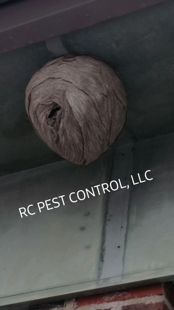 RC Pest Control Lynn Ma