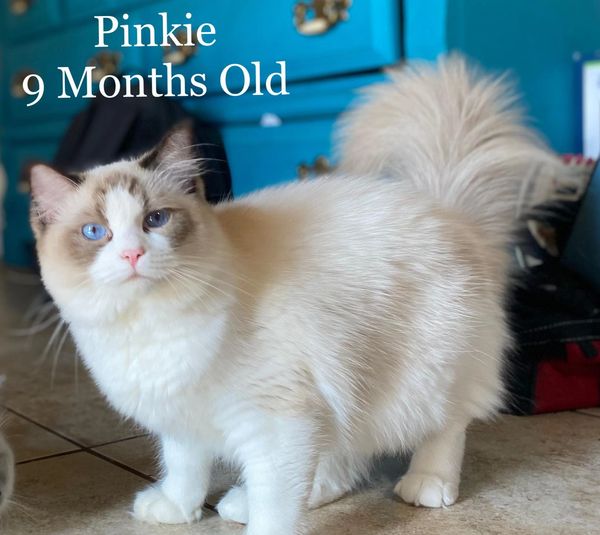 Ragdoll Breeder of Louisiana.
Ragdoll cattery in Louisiana 
Ragdolls kitten for sale in Louisiana 