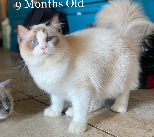 seal-bicolor-ragdoll-kitten-Louisiana
blue-eyed-ragdoll-kitten-for-sale-Louisiana