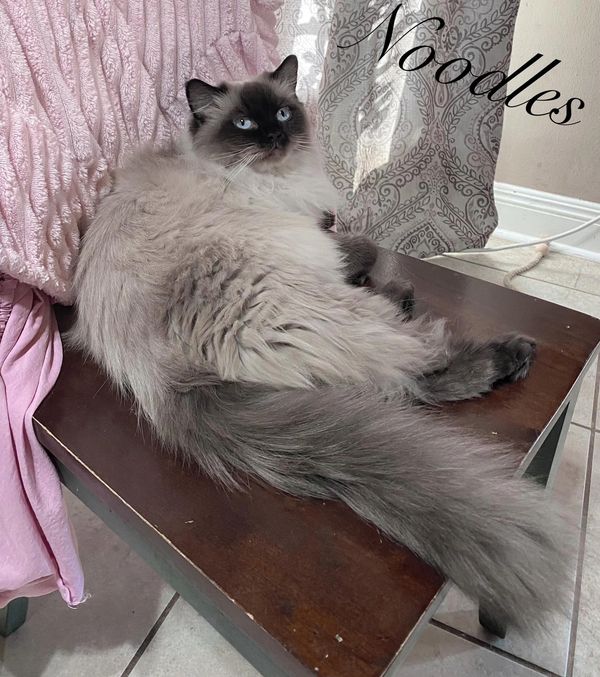 Fluffy gray cat named Noodles lounging on a wooden table.