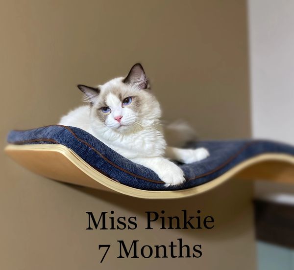 Ragdoll Breeder of Louisiana.
Ragdoll cattery in Louisiana 
Ragdolls kitten for sale in Louisiana 
