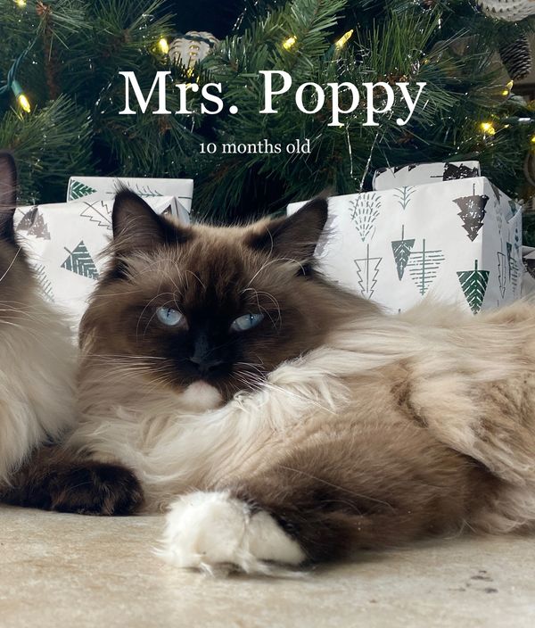 Ragdoll Breeder of Louisiana.
Ragdoll cattery in Louisiana 
Ragdolls kitten for sale in Louisiana 