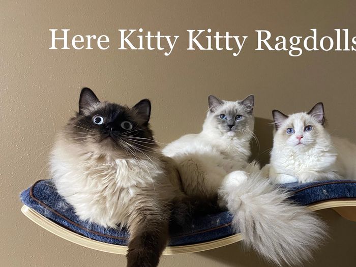 Ragdoll kittens for sale in Louisiana