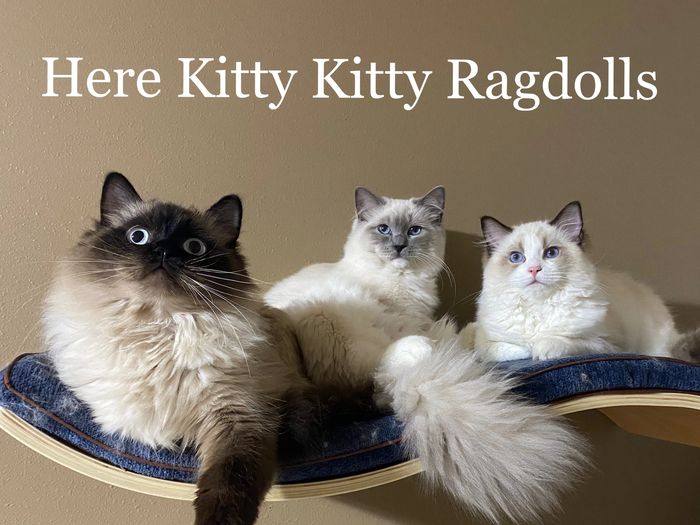 Ragdoll kittens for sale in Louisiana