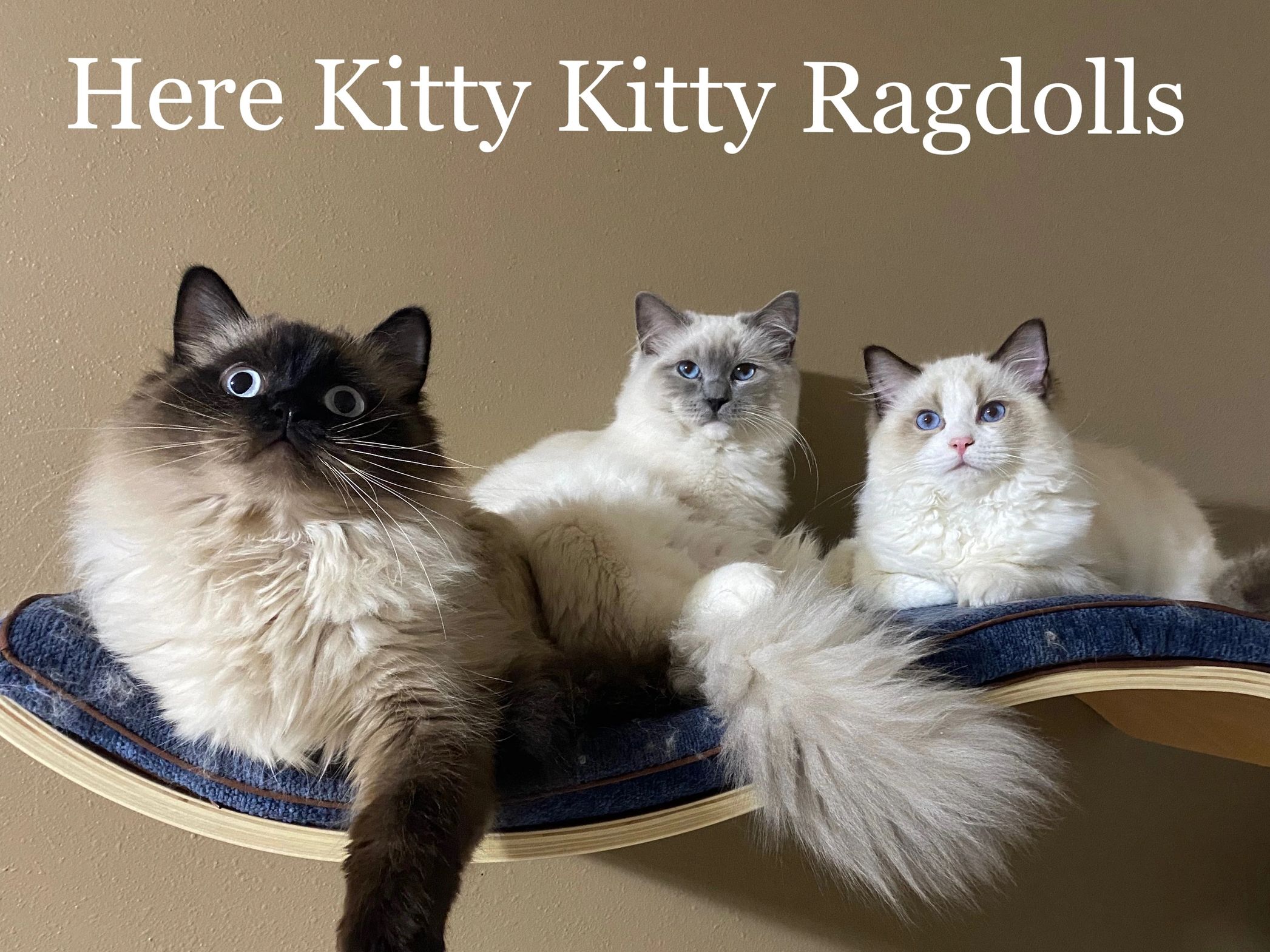 Ragdoll kittens for sale in Louisiana
