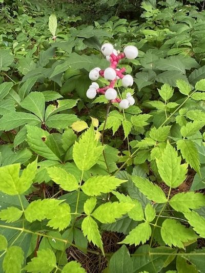 New England Native Plant Rescue