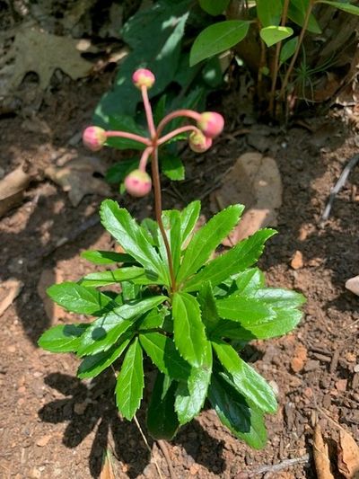 New England Native Plant Rescue