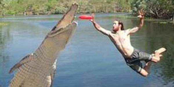 Man leaping towards alligator with a frisbee.